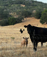 Heritage Cow Hat