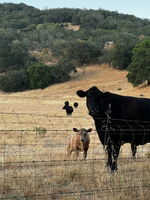 Heritage Cow Hat